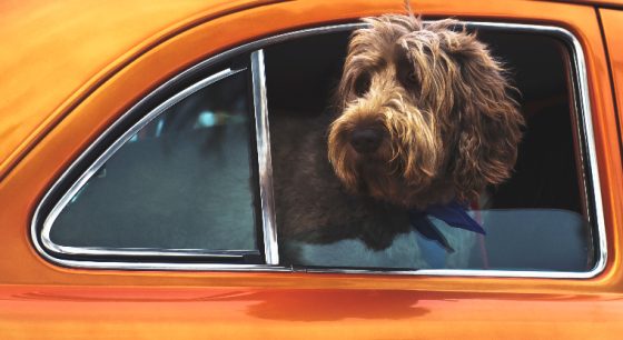 We enjoy taking our pets for rides, but dislike the shedding.